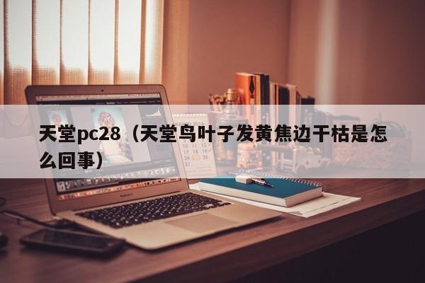 天堂pc28（天堂鸟叶子发黄焦边干枯是怎么回事）-第1张图片-pc28